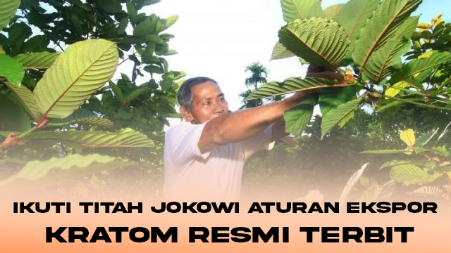 Ikuti Titah Jokowi Aturan Ekspor Kratom Resmi Terbit